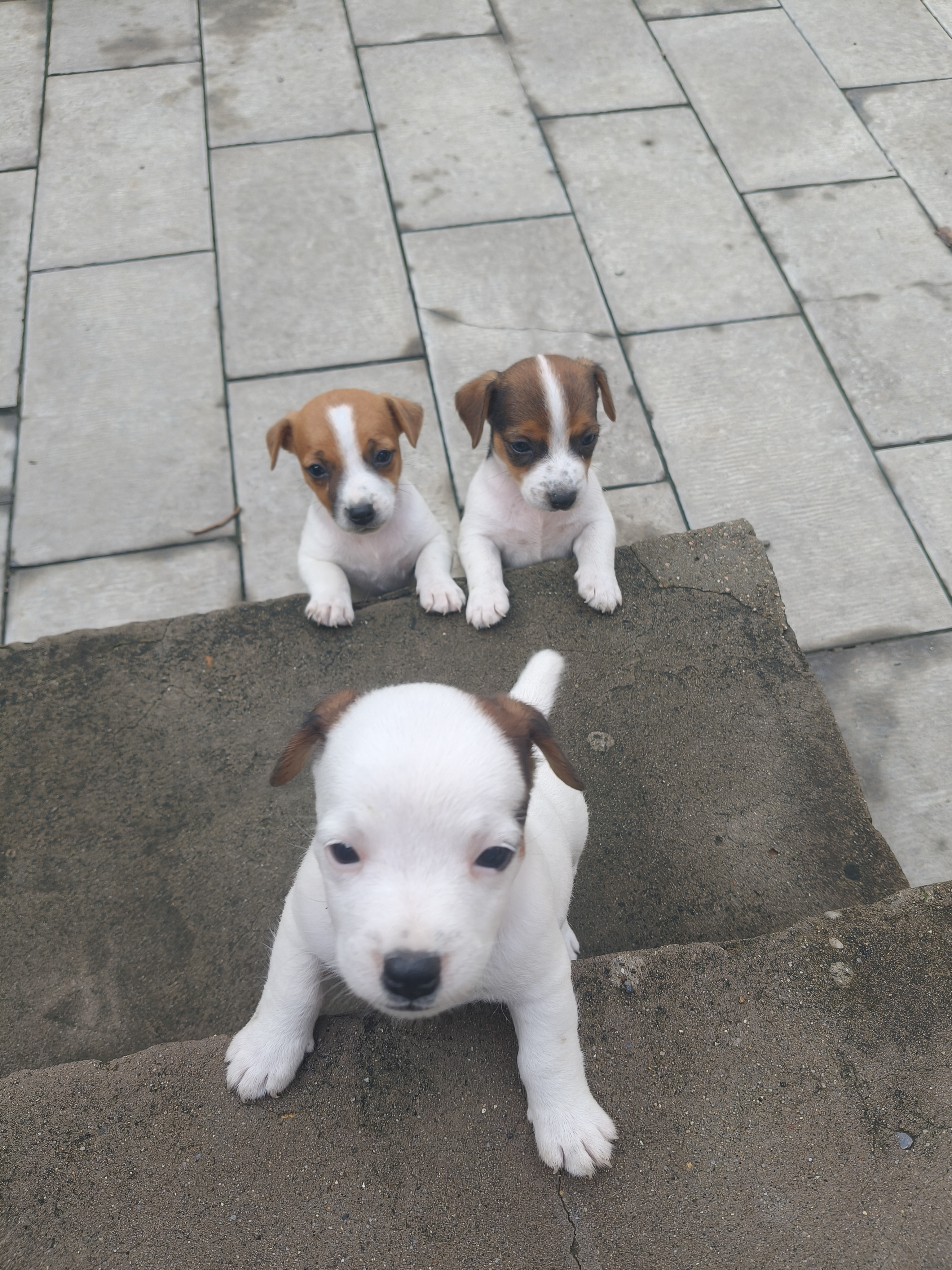 杰克罗素梗幼犬，健康可爱，喜欢的私聊